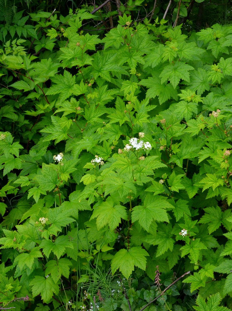 Queen Of The Forest photo 5