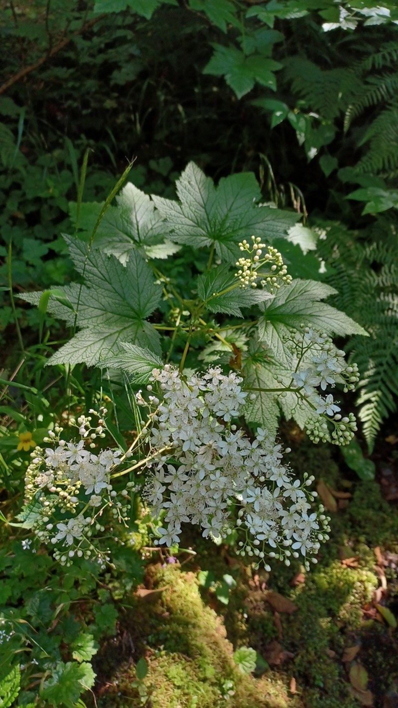 Queen Of The Forest photo 6