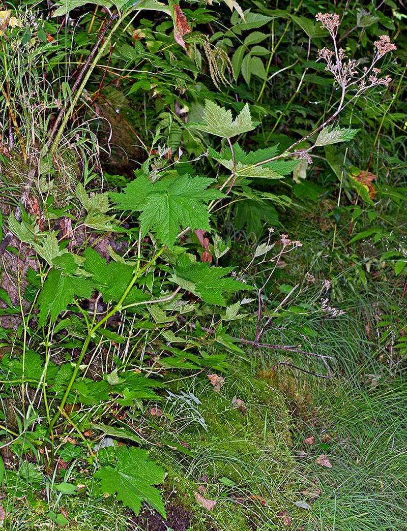 Queen Of The Forest photo 7