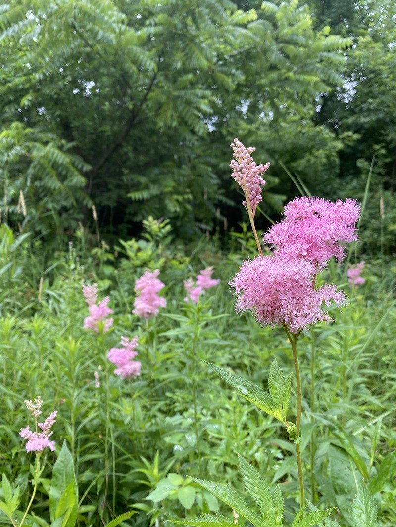 Queen Of The Prairie