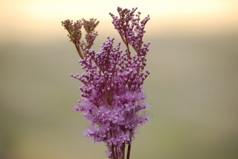 Queen Of The Prairie photo 2