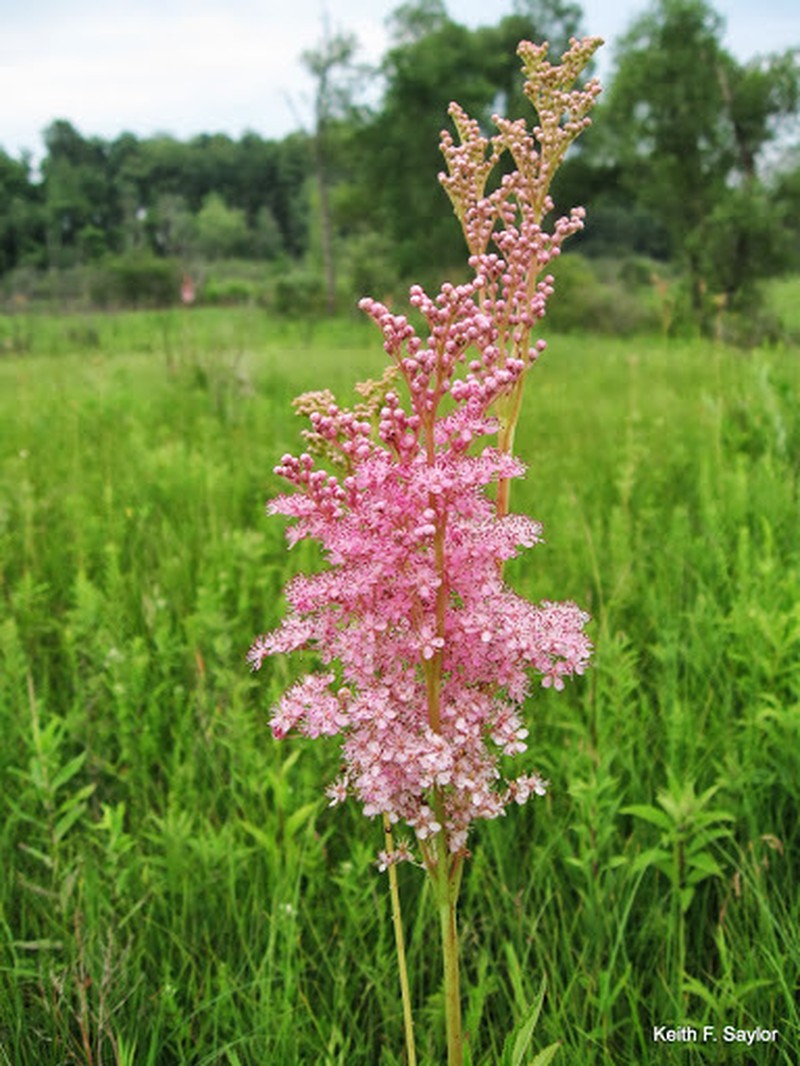 Queen Of The Prairie photo 3