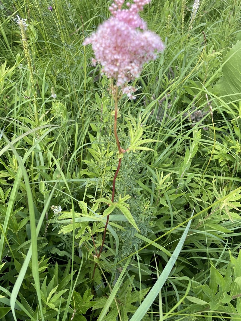 Queen Of The Prairie photo 4