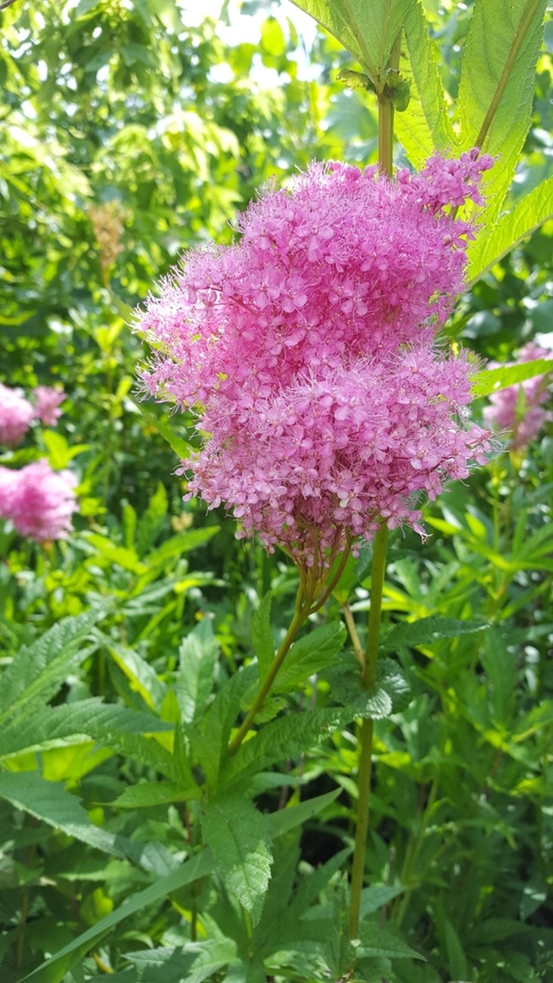 Queen Of The Prairie photo 6