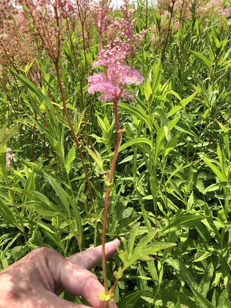 Queen Of The Prairie photo 7