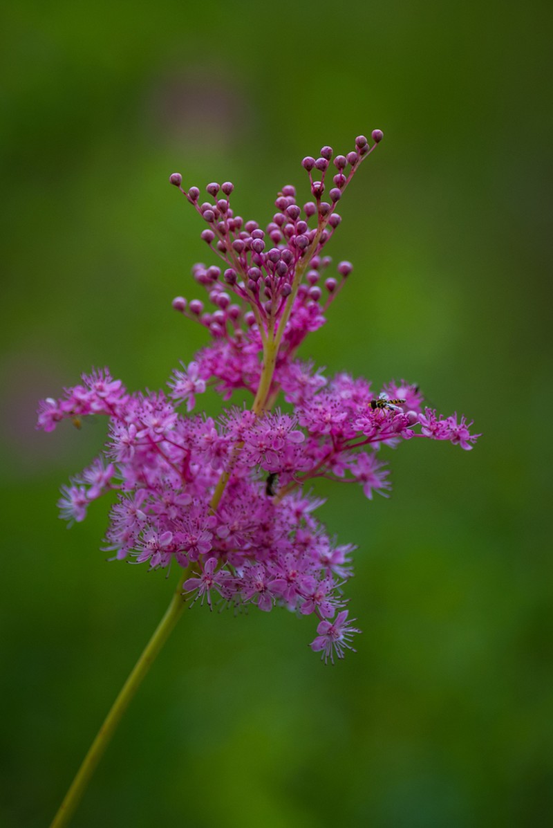 Queen Of The Prairie photo 8