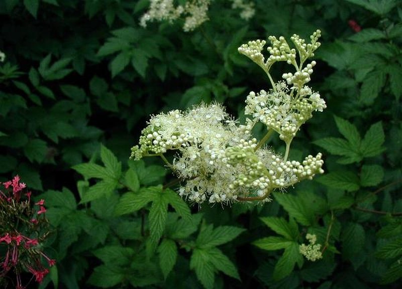 Queen Of The Meadow photo 4