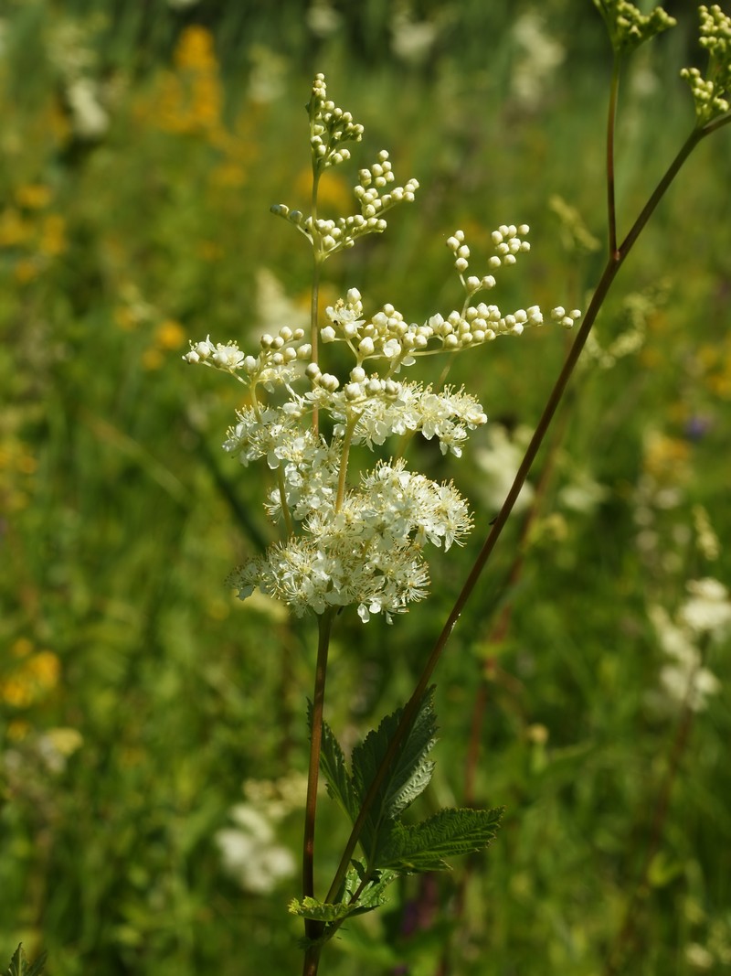 Queen Of The Meadow photo 3