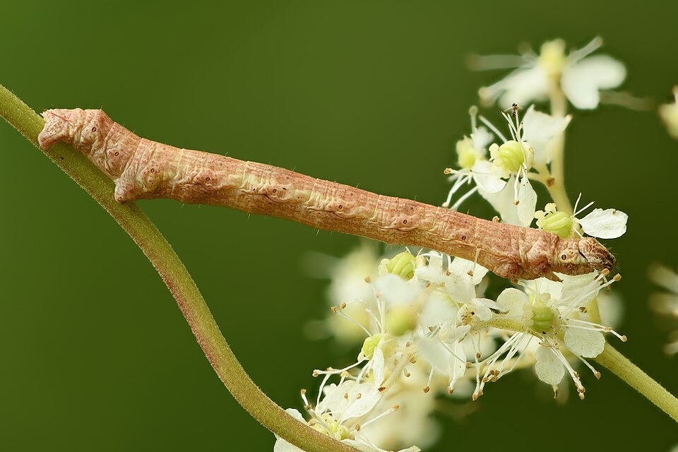 Queen Of The Meadow photo 5