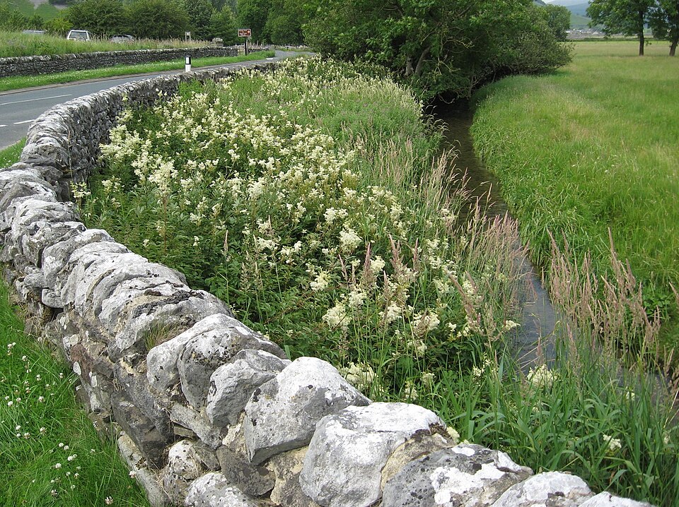 Queen Of The Meadow photo 6