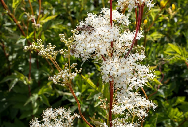 Queen Of The Meadow photo 8