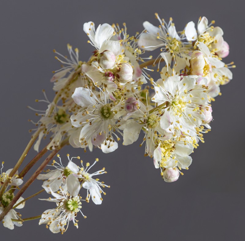 Dropwort photo 4