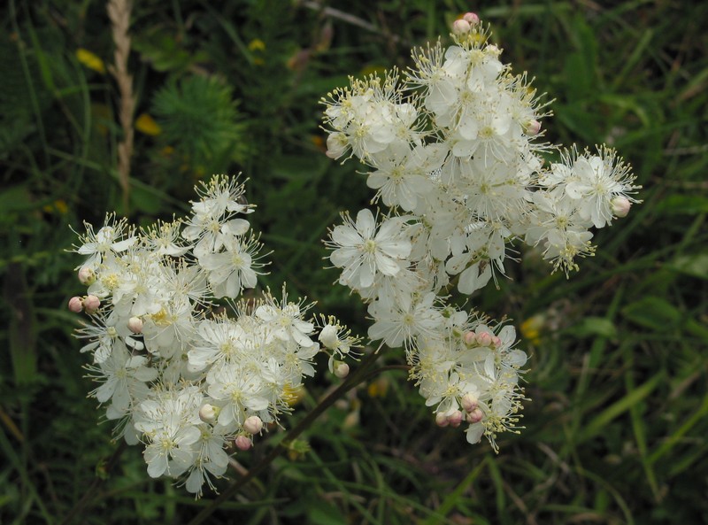 Dropwort photo 5