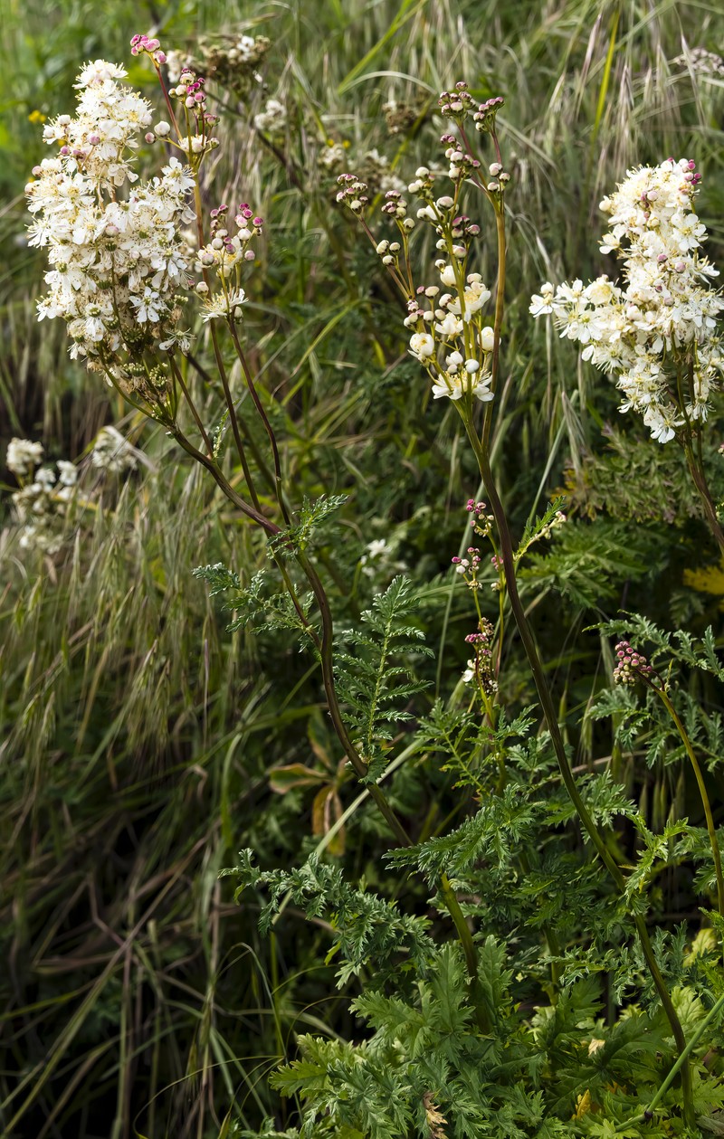 Dropwort photo 2