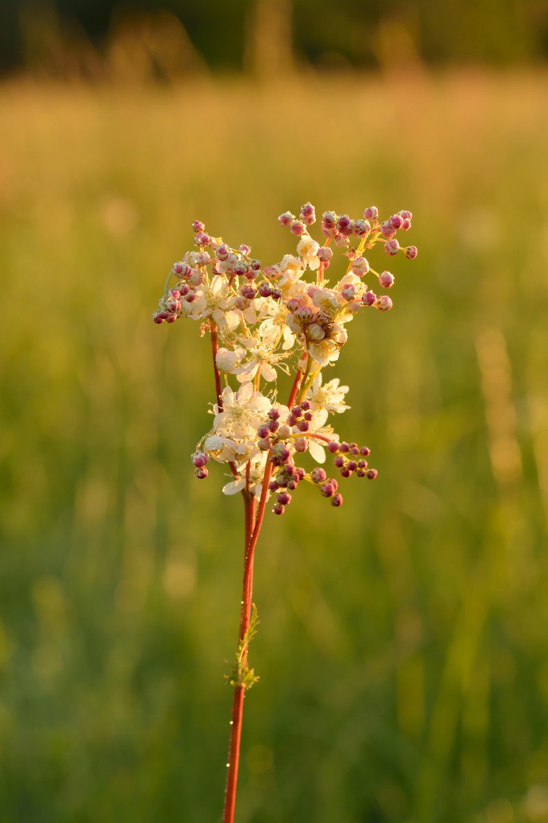 Dropwort photo 3