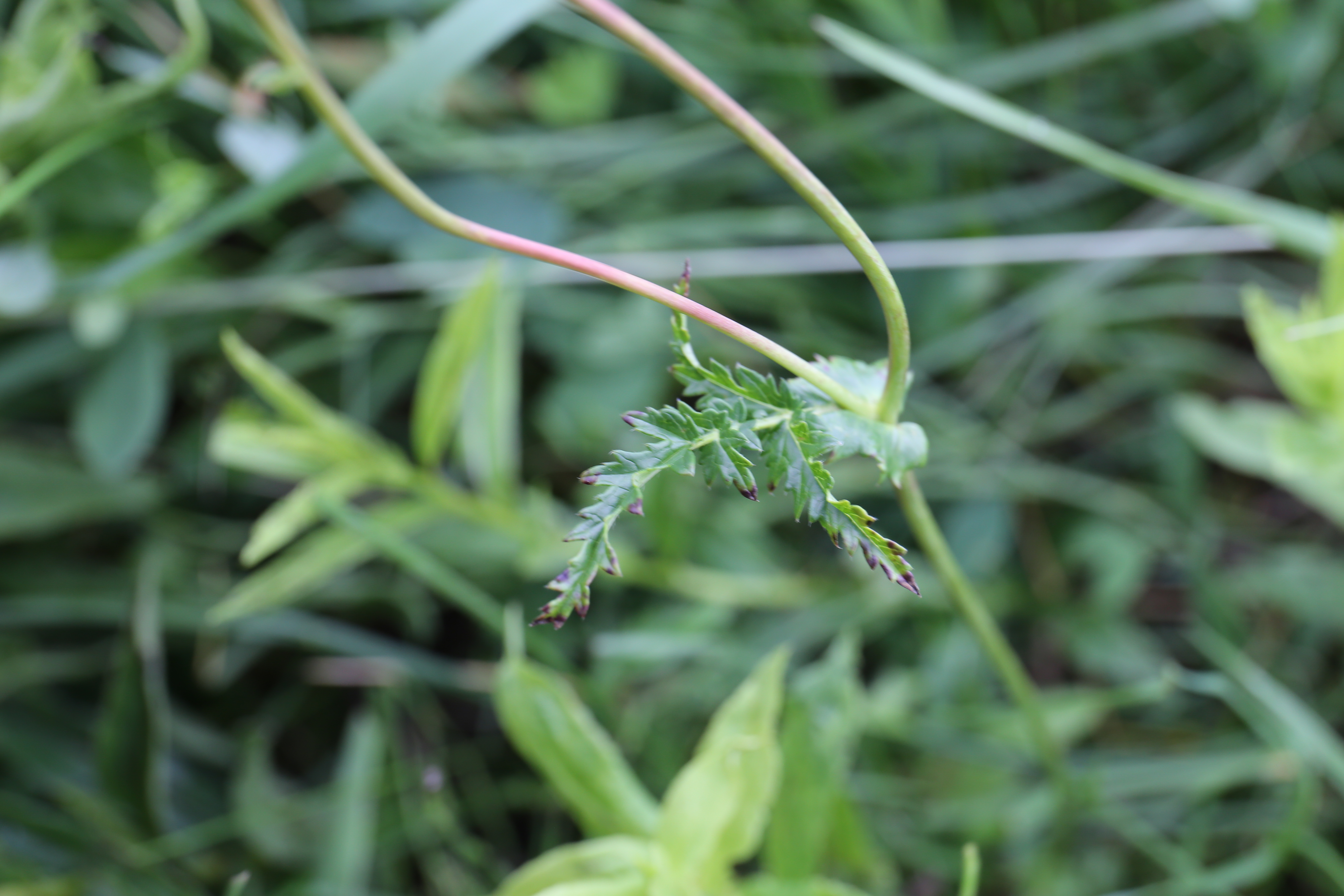 Dropwort photo 6