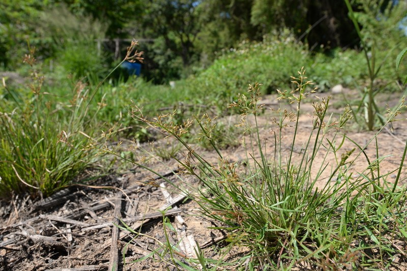 Slender Fimbry photo 4