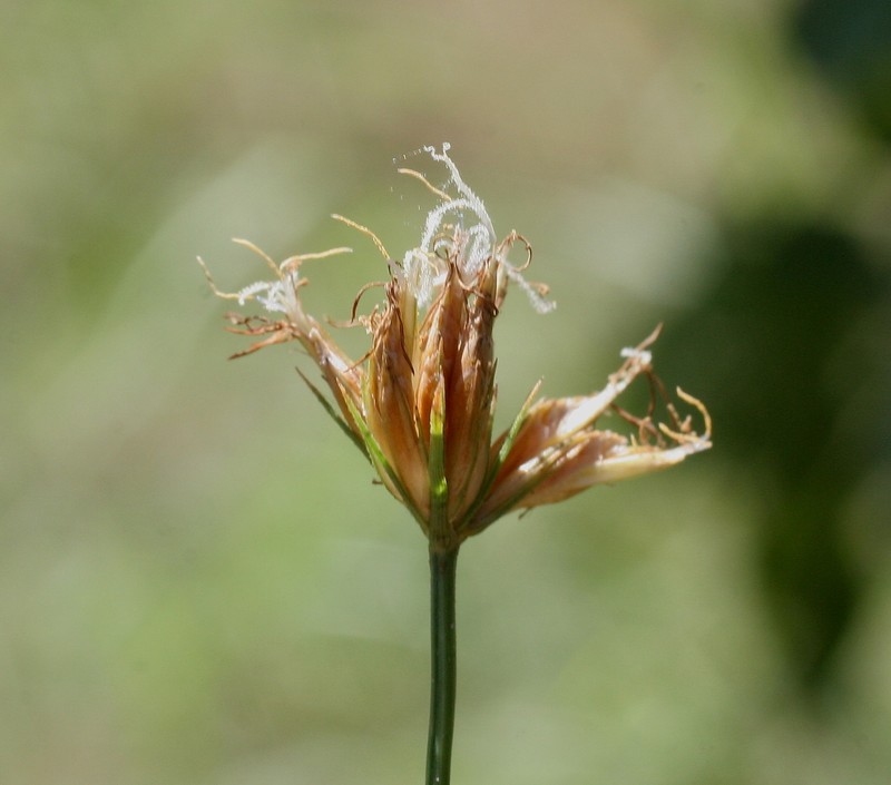 Fimbristylis crosslandii