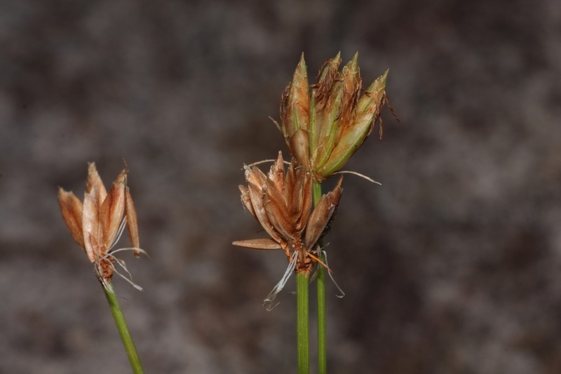 Fimbristylis crosslandii photo 2