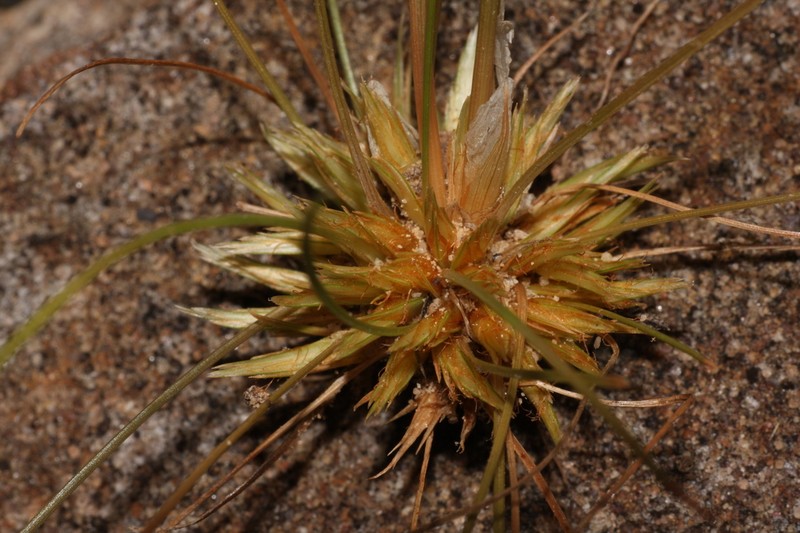 Fimbristylis crosslandii photo 3