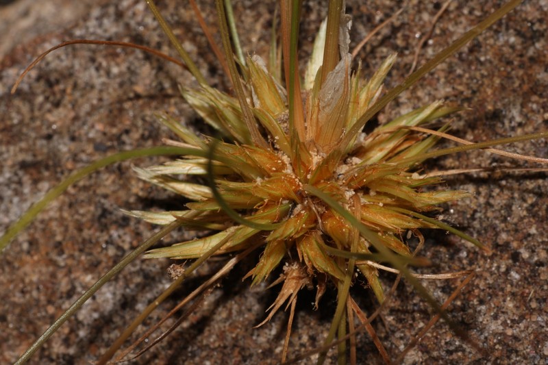 Fimbristylis crosslandii photo 4