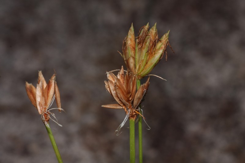Fimbristylis crosslandii photo 5