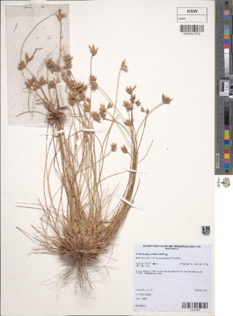 Fimbristylis crosslandii photo 6