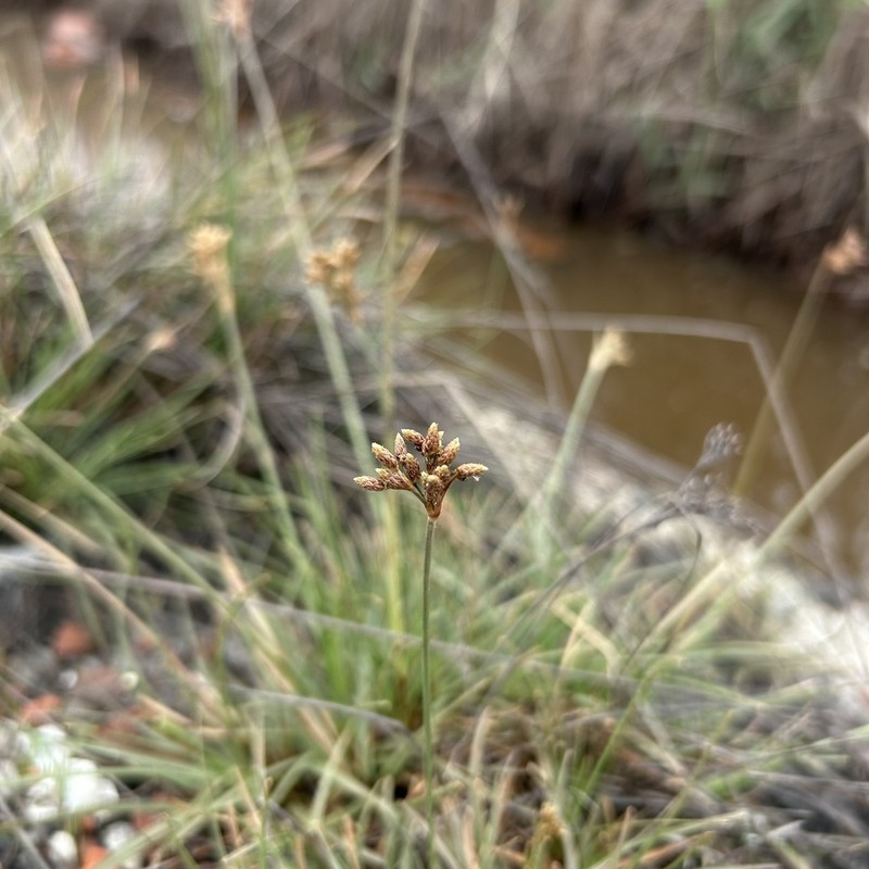 Hurricanegrass