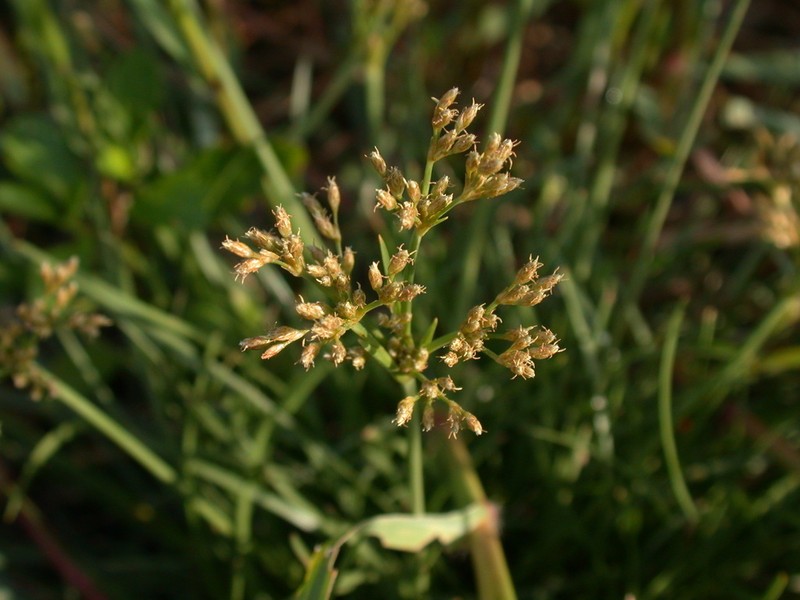 Hurricanegrass photo 2