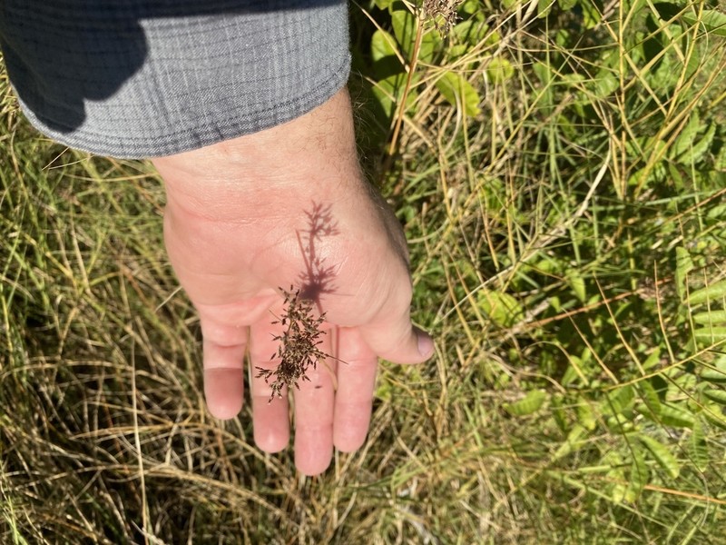 Hurricanegrass photo 3