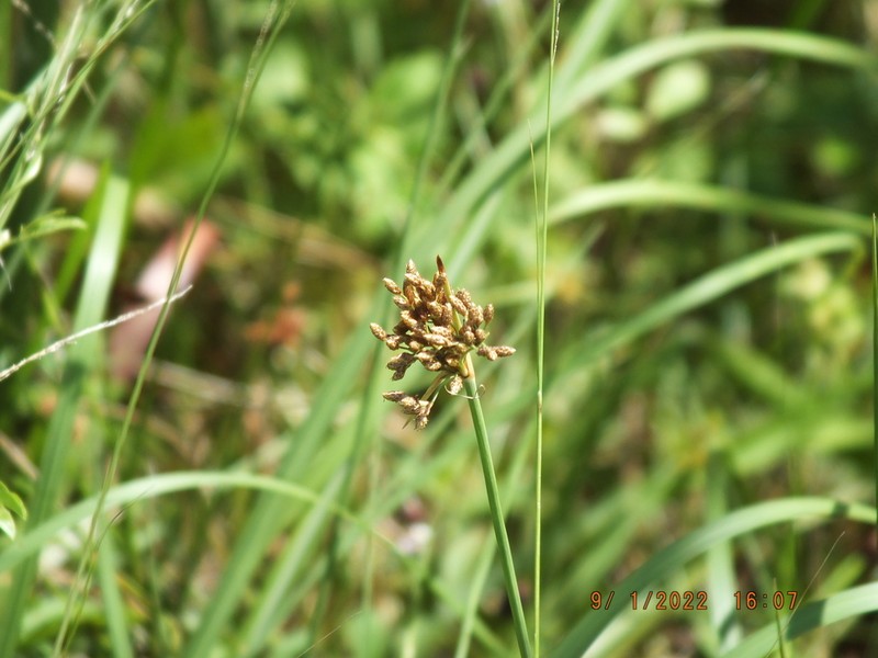Hurricanegrass photo 4