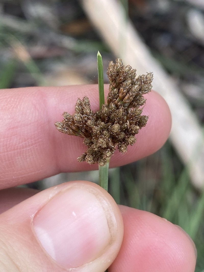 Hurricanegrass photo 5