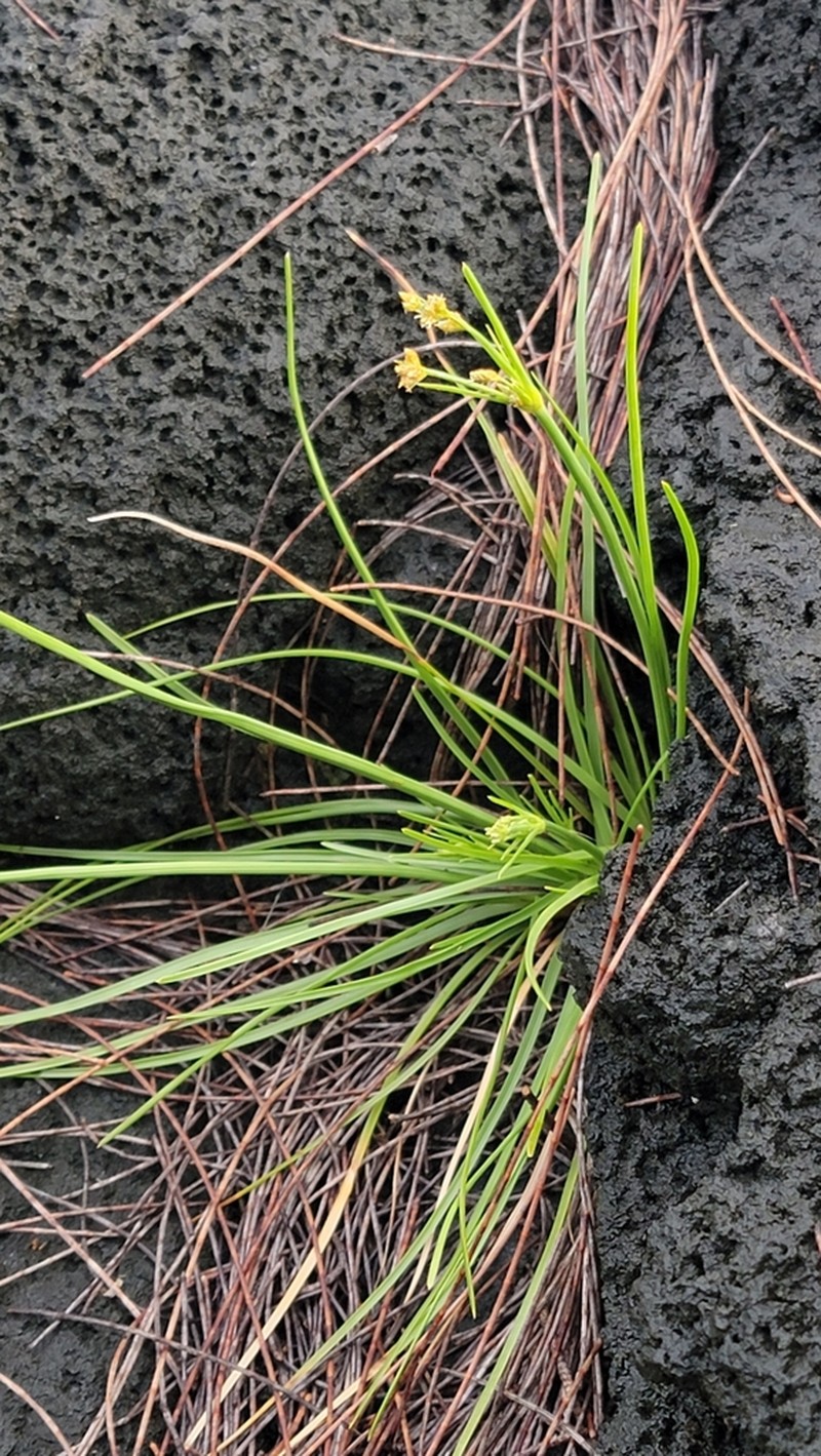 Hurricanegrass photo 6