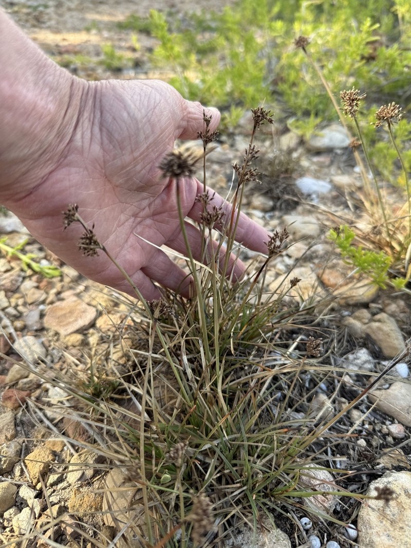 Hurricanegrass photo 7
