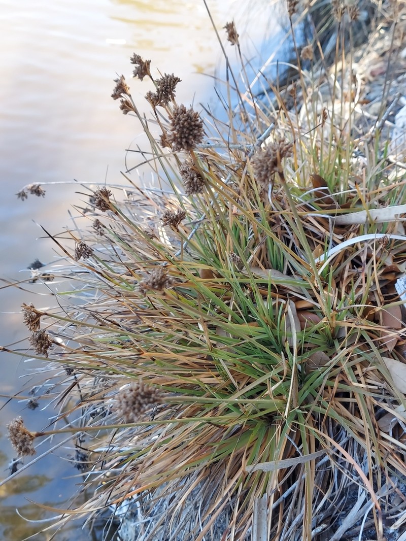 Hurricanegrass photo 8
