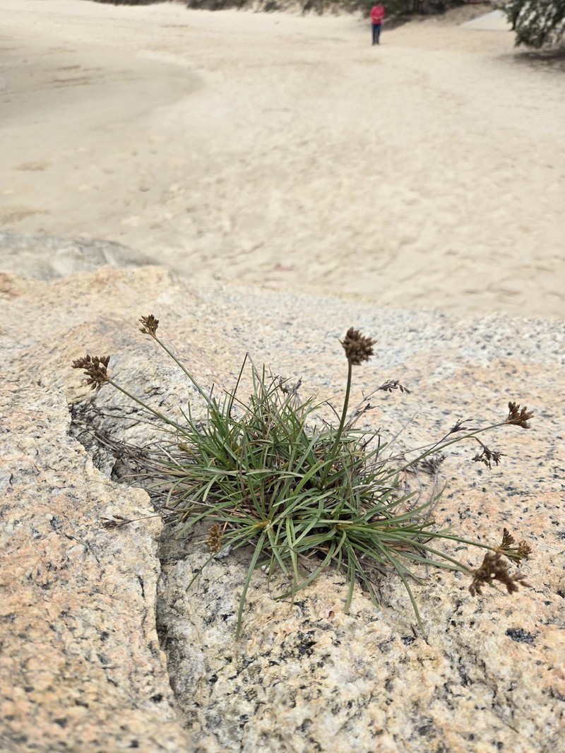 Fimbristylis cymosa subsp. cymosa