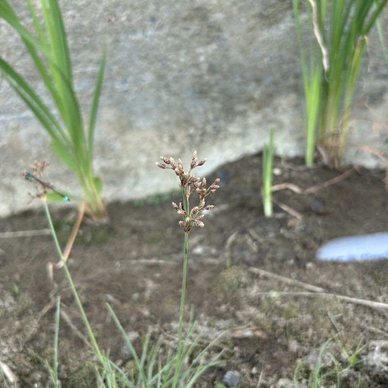 Fimbristylis cymosa subsp. cymosa photo 2