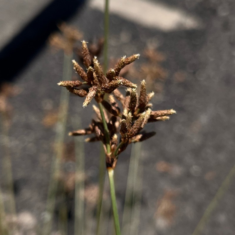 Fimbristylis cymosa subsp. cymosa photo 3