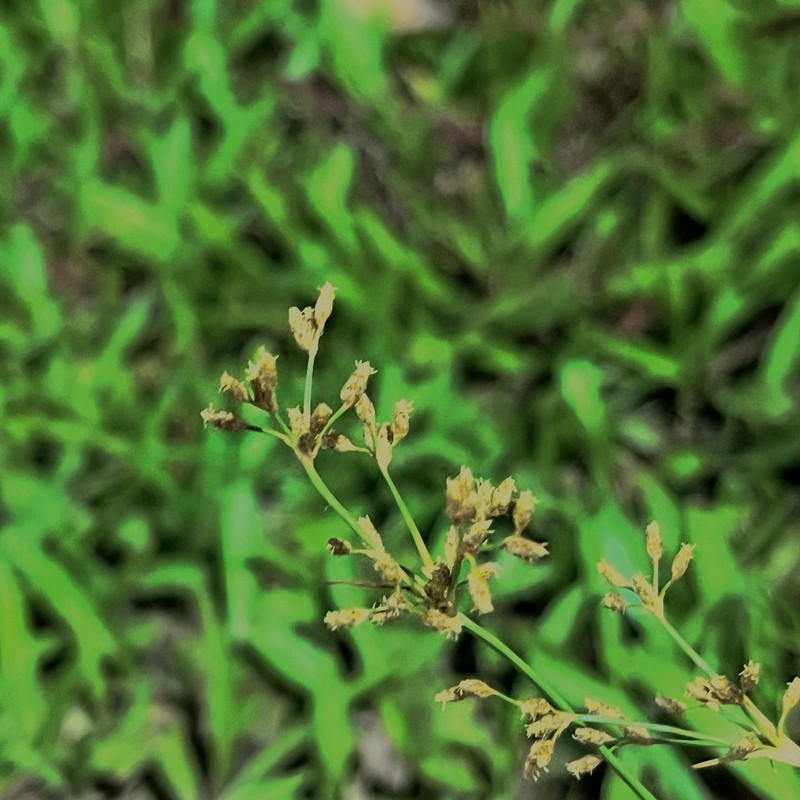 Fimbristylis cymosa subsp. cymosa photo 4