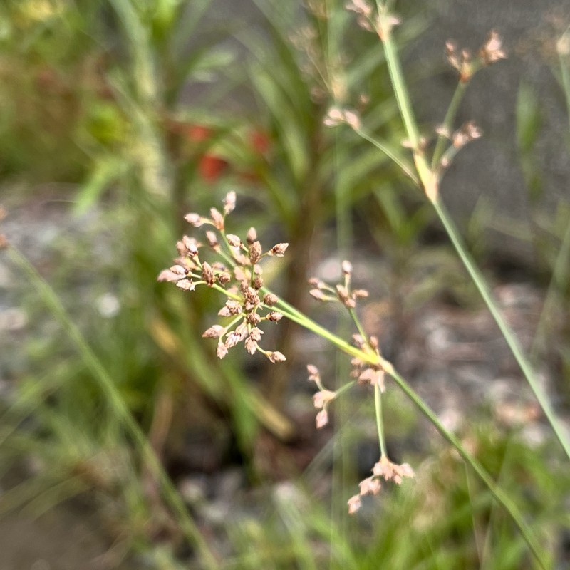 Fimbristylis cymosa subsp. cymosa photo 5