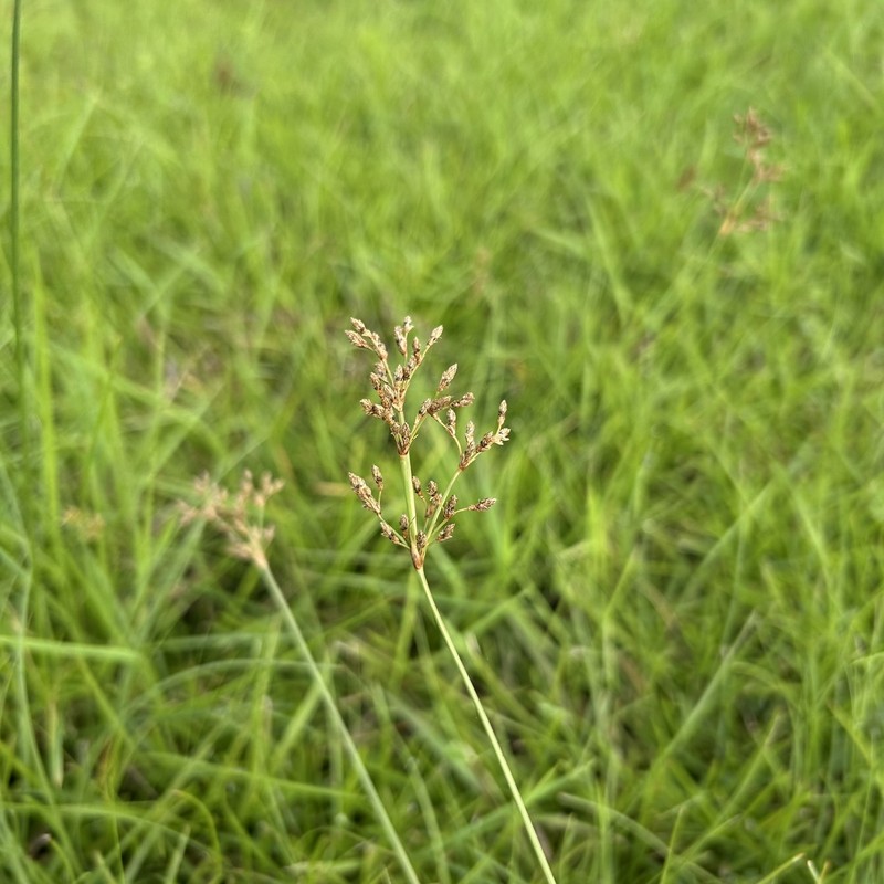 Fimbristylis cymosa subsp. cymosa photo 6