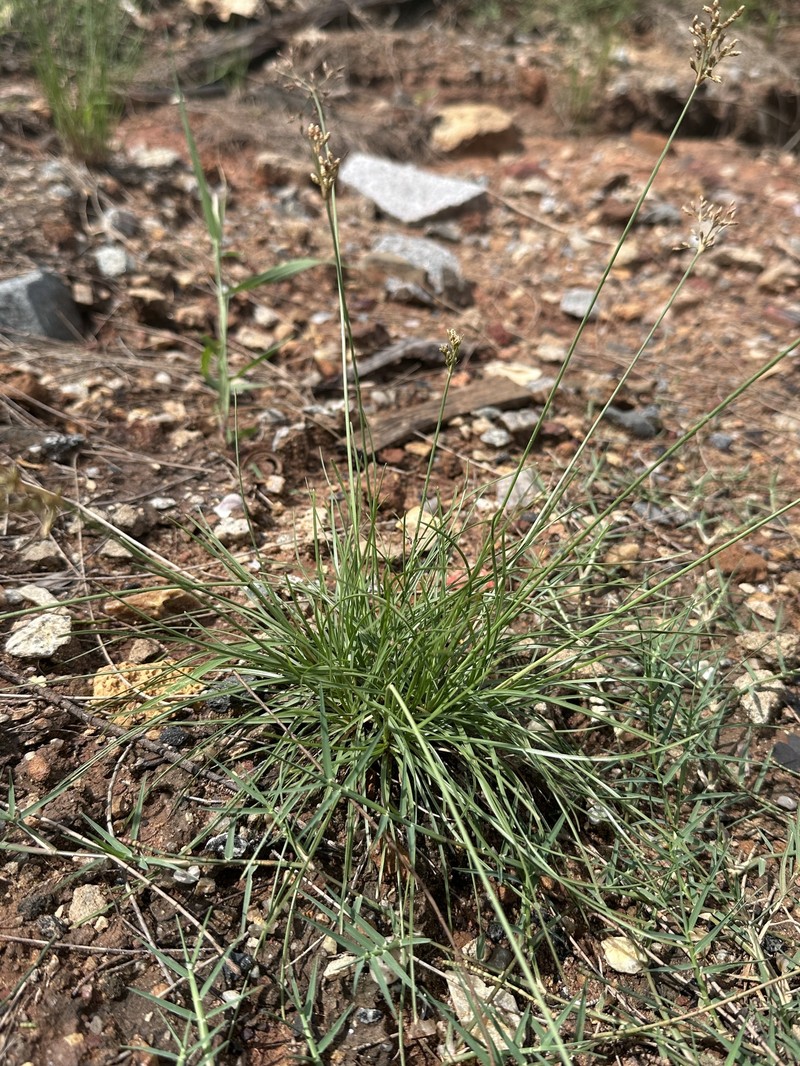 Fimbristylis cymosa subsp. cymosa photo 7