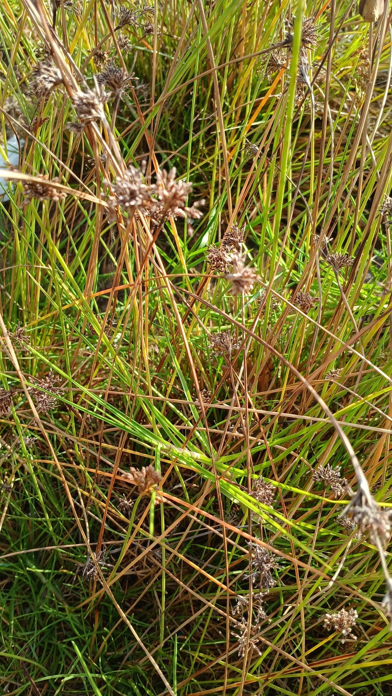 Fimbristylis cymosa subsp. cymosa photo 8