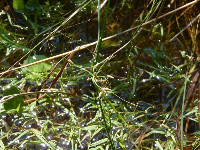 Southern Fimbry photo 2