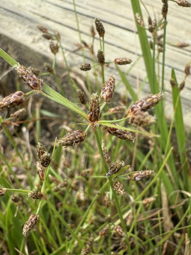 Southern Fimbry photo 5