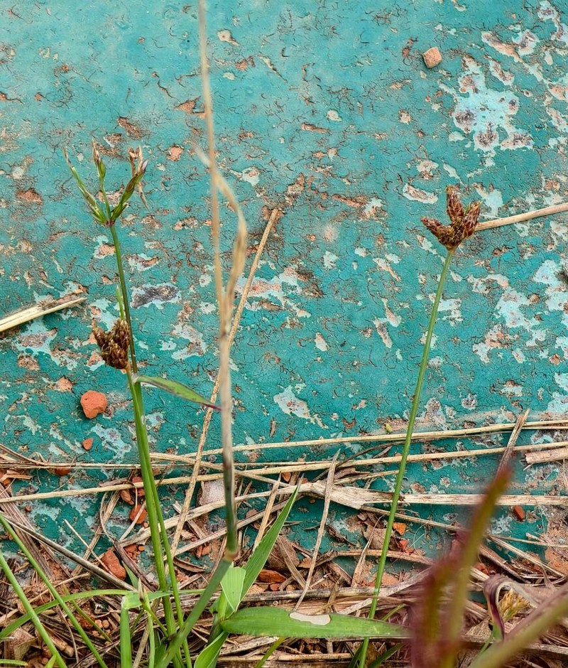 Forked Fimbry photo 4