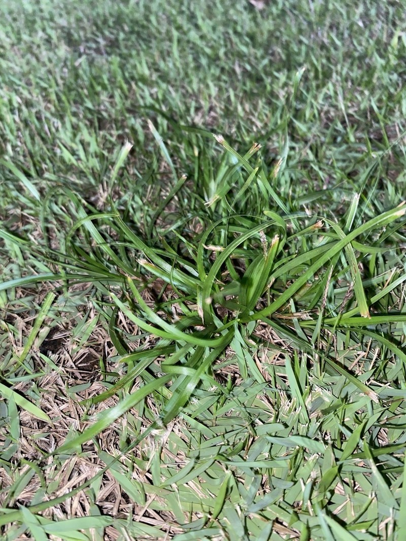 Forked Fimbry photo 6