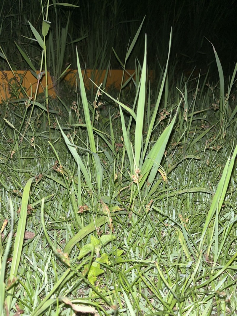Forked Fimbry photo 7