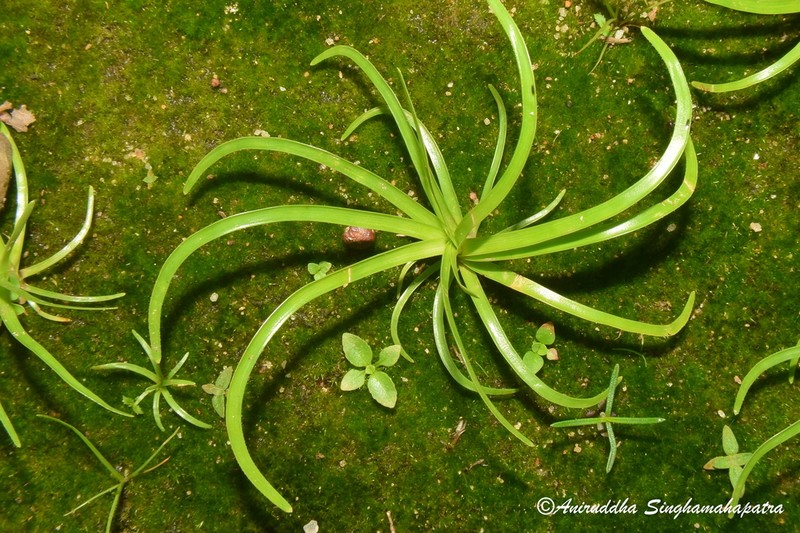 Fimbristylis helicophylla