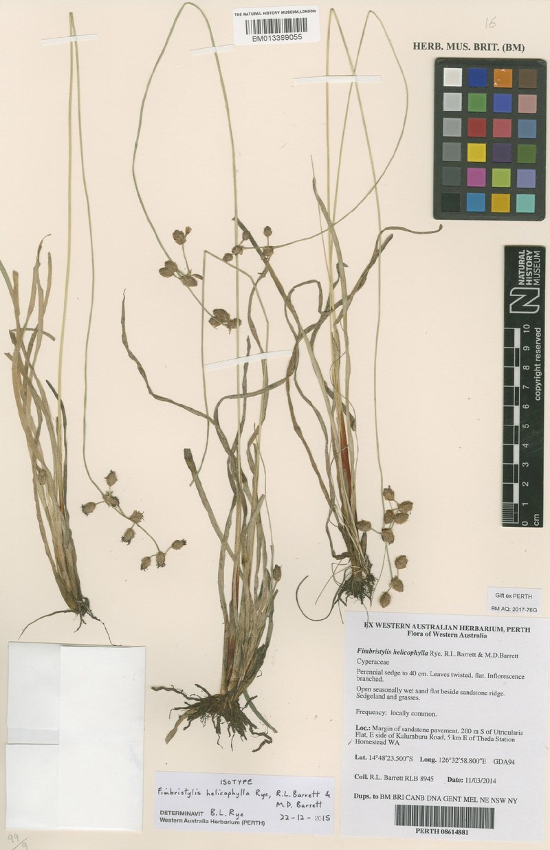 Fimbristylis helicophylla photo 2